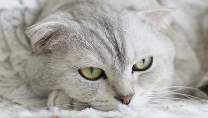 99图库-期号检索-追踪公告，4九图库